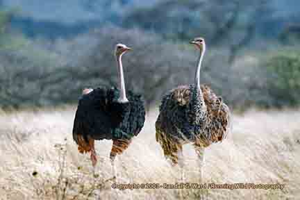 Ostriches - Tzavo, Kenya